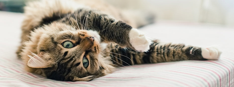 Our Guide Tо Cat Body Language