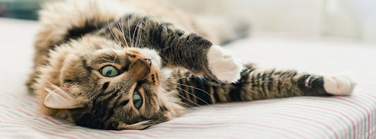 Our Guide Tо Cat Body Language