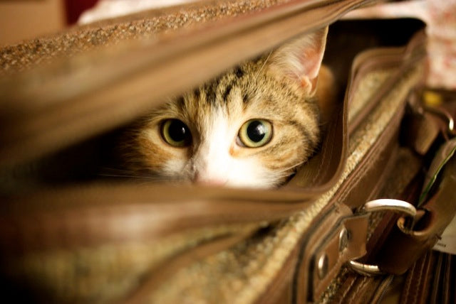Should I Travel With My Cat?