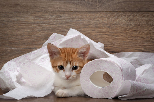 Decoded: The Most Mischievous Cat Behaviors!